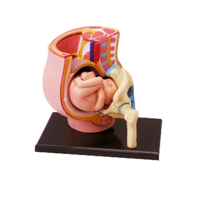 Female Pregnant Pelvis Section Model Fetal Development 9Th Month Pelvic Model 1