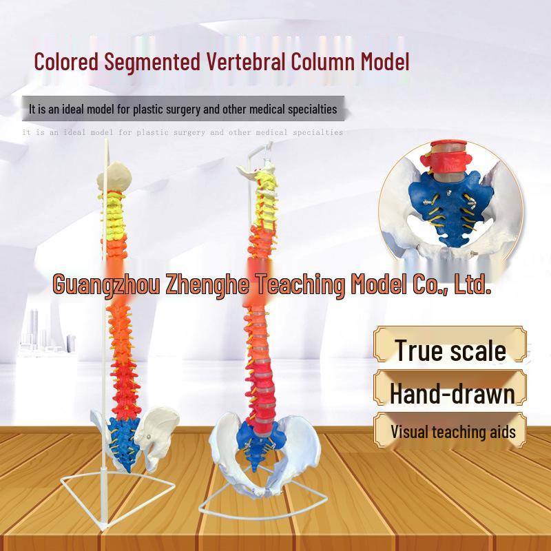 85CM Human Spine and Pelvis Model with Femur and Coccyx 85CM