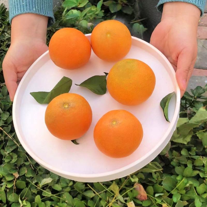 Irregular Saucer Shape Mould Square Cups Tray Casting Mould Durable Resin Molds for Unique Ornaments Silicone Molds