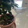 Automatic Watering Device Bird Shape Plant Waterer Watering Device Houseplant Watering Spikes Automatic Drippers