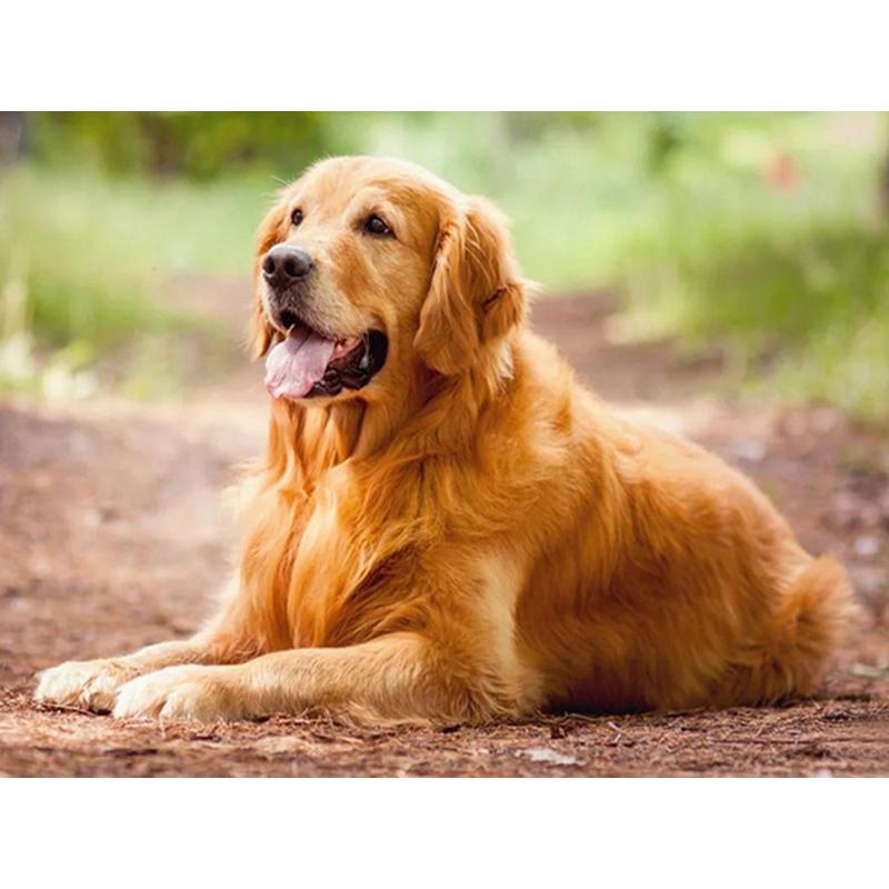 Dog DIY 5D Diamond Painting Dog Full Round Rhinestones Animal Diamond Embroidery Cross Stitch Kit Handmade Gift Home Decor