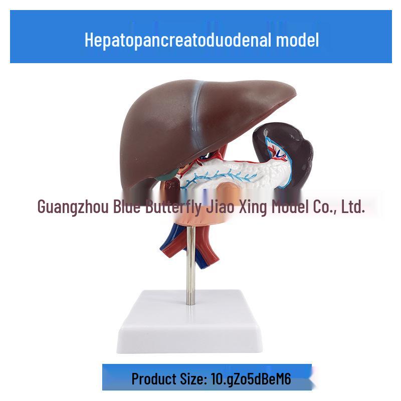 

Дуже реалістична анатомічна модель печінки та гепатобіліарної системи з підшлунковою залозою, селезінкою, дванадцятипалою кишкою та ураженнями