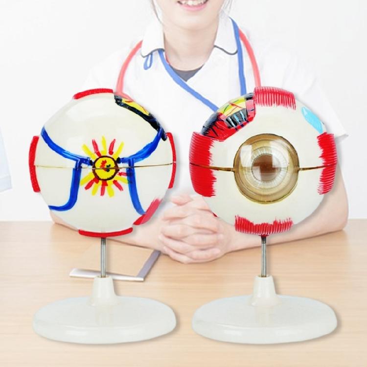 Abnehmbares anatomisches PVC-Augapfelmodell 6-fach vergrößertes menschliches Augapfel-Anatomiemodell für klinische settings und Forschung