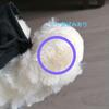 [USED] Extremely Rare Seoul National University Graduation Commemorative Teddy Bear