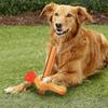 Cães – Brinquedos para cães