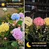 LED Solar Garden Light Outdoor Hydrangea Light Waterproof Flowers Stake Light for Garden Pathway Backyard Landscape Decorative