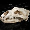 Movie Props Animal Model High Precision 1:1 Resin Crafts North Bear Skull