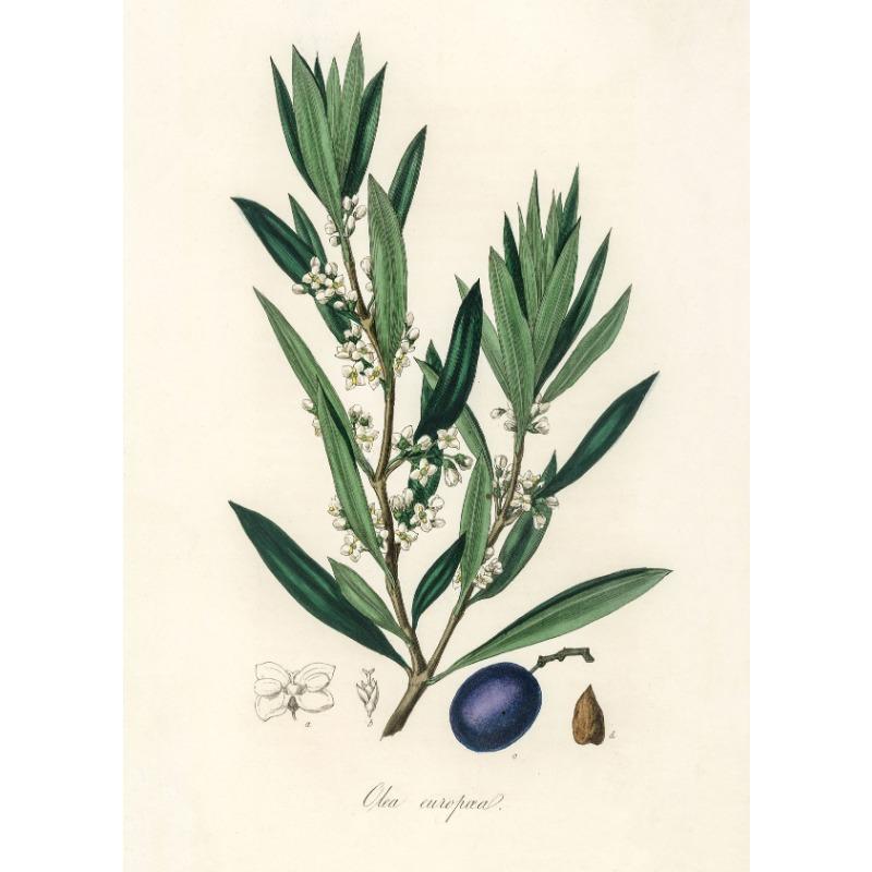 Vintage Botanisch Modern Wildblumen Kunst Poster Leinwand Malerei Wanddrucke Bild für Wohnzimmer Heimdekor