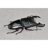 BACALYSO | Nirvana 1/1 Scale Stag Beetle Figure, Magnetic Refrigerator Ornament, Realistic Adult Illustrated Wild Insect Beetle, Summer, Resin, Adult-
