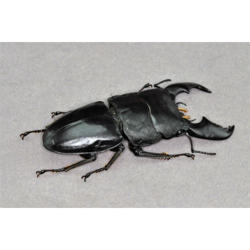 BACALYSO | Nirvana 1/1 Scale Stag Beetle Figure, Magnetic Refrigerator Ornament, Realistic Adult Illustrated Wild Insect Beetle, Summer, Resin, Adult-
