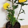 10 Peças Suporte para Planta em Vaso Universal Bom Suporte Leve Girassol Vegetais Haste de Fibra de Vidro para Jardim
