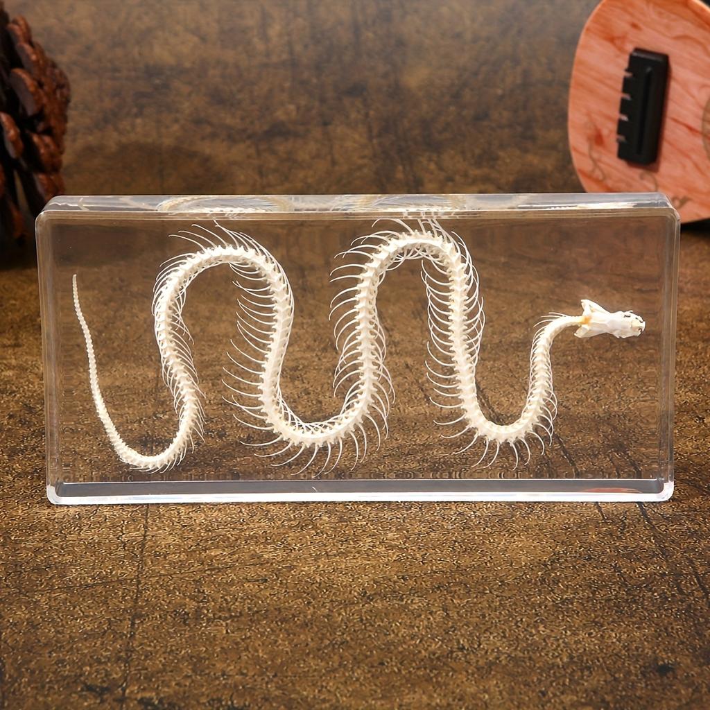 Snake Skeleton Specimen Gothic Natural Science Decor Home Office Desk Curiosity Ornament Acrylic Material Special Gift
