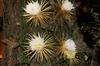 SAFLAX Queen of the Night - 40 Seeds - Selenicerus Grandiflorus