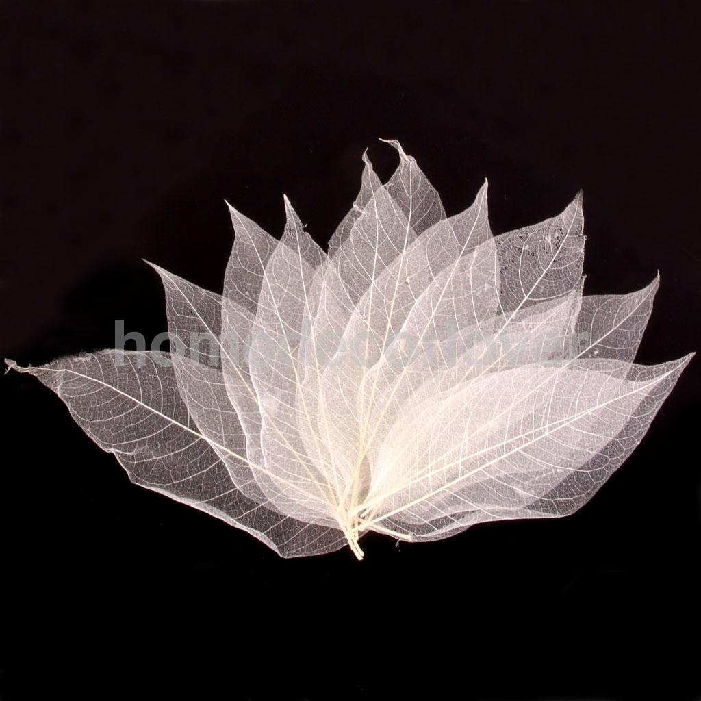 50Pcs Natural Magnolia Skeleton Leaf Leaves DIY Crafts Card Making Scrapbooking White China Mainland