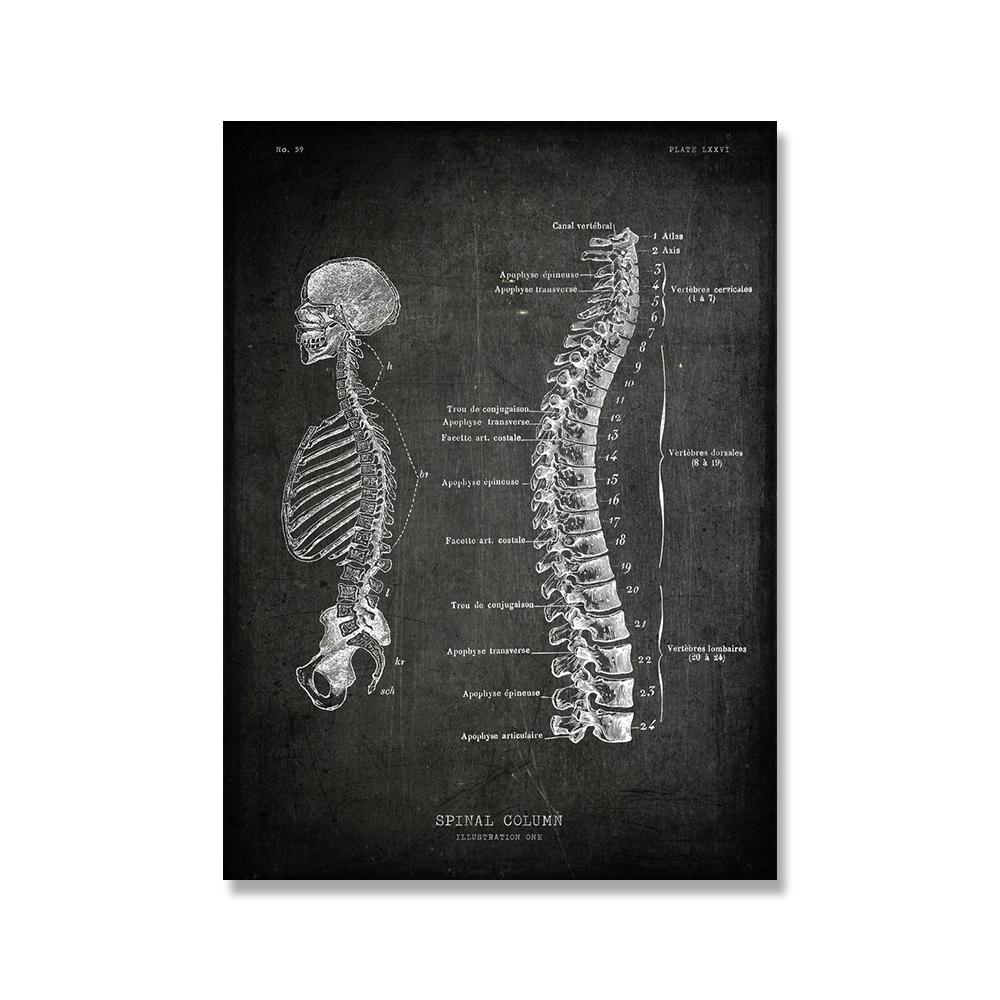

Винтажный постер с анатомией человека, медицинская настенная картина, мышечный скелет, холст, печать, живопись для декора клиники больницы 40x50cm No Framed
