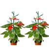 Durable Plastic Plant Support Pile Stand Flower Vine Holder Climbing Trellis Plant Climbing Frame
