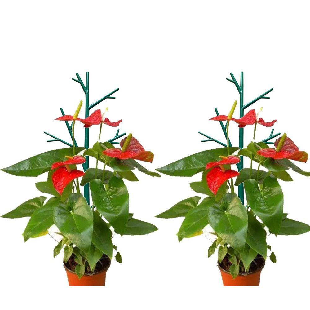 Durable Plastic Plant Support Pile Stand Flower Vine Holder Climbing Trellis Plant Climbing Frame