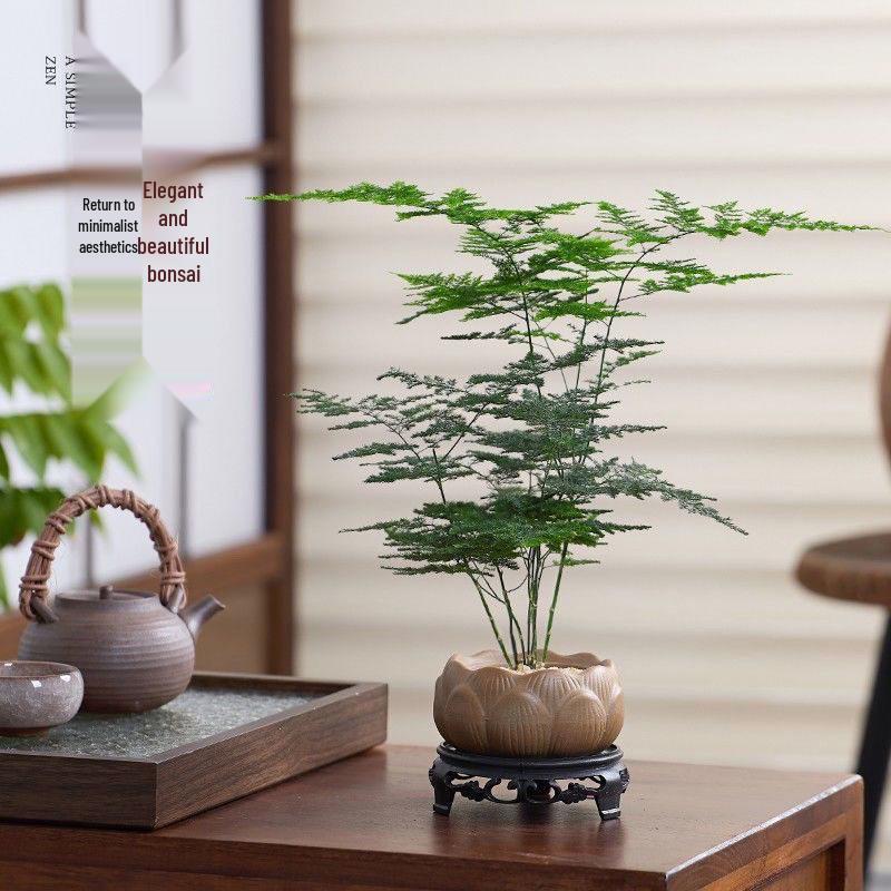 Pre-owned Fengwen Bamboo Indoor Potted Plant – Year-round Green Bonsai for Easy Care In Living Rooms or Offices.