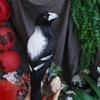 Resin Simulation Magpie Ornament Cartoon Animal Miniatures Figurine Bird Statue  Home
