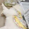 Pet spring and summer new medium and large dog princess lace skirt cute dog cat clothes Samoyed anti-hair loss