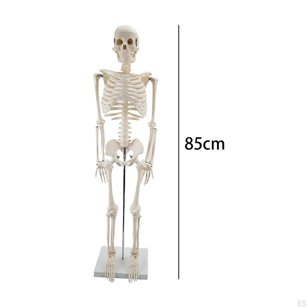 Modell, mit Ständer, Anatomisches Wirbelsäulenmodell, Klassenzimmer