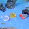 Cartoon Meeresbewohner Serie Mikrolandschaft Aquarium Landschaft Kleines Ornament Mini Seelöwe Einsiedlerkrebs Oktopus DIY Zubehör