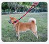 Nylon Short Traction Dog Leash for Medium & Large Dogs