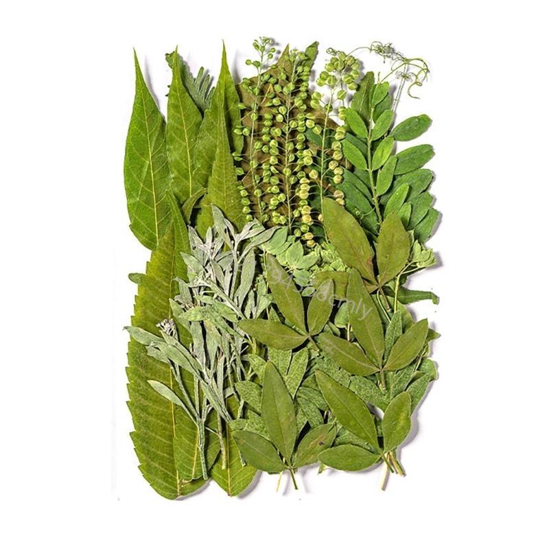 35Pcs Dried Leaves For Bookmarks Jewelry Making Natural Pressed Dried Leaves Plant for Handmade Art Craft 6XDE
