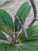 5 SEMEN PLUMERIE - FRANGIPANI - pomelie odrůda "Intira" - ČERSTVÁ SEMENA