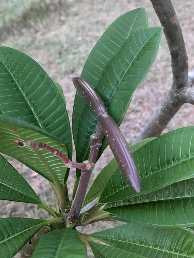 5 SEMEN PLUMERIE - FRANGIPANI - pomelie odrůda "Intira" - ČERSTVÁ SEMENA
