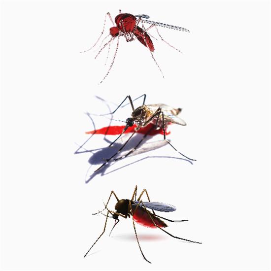 

Водонепроницаемая 3D наклейка насекомых 01