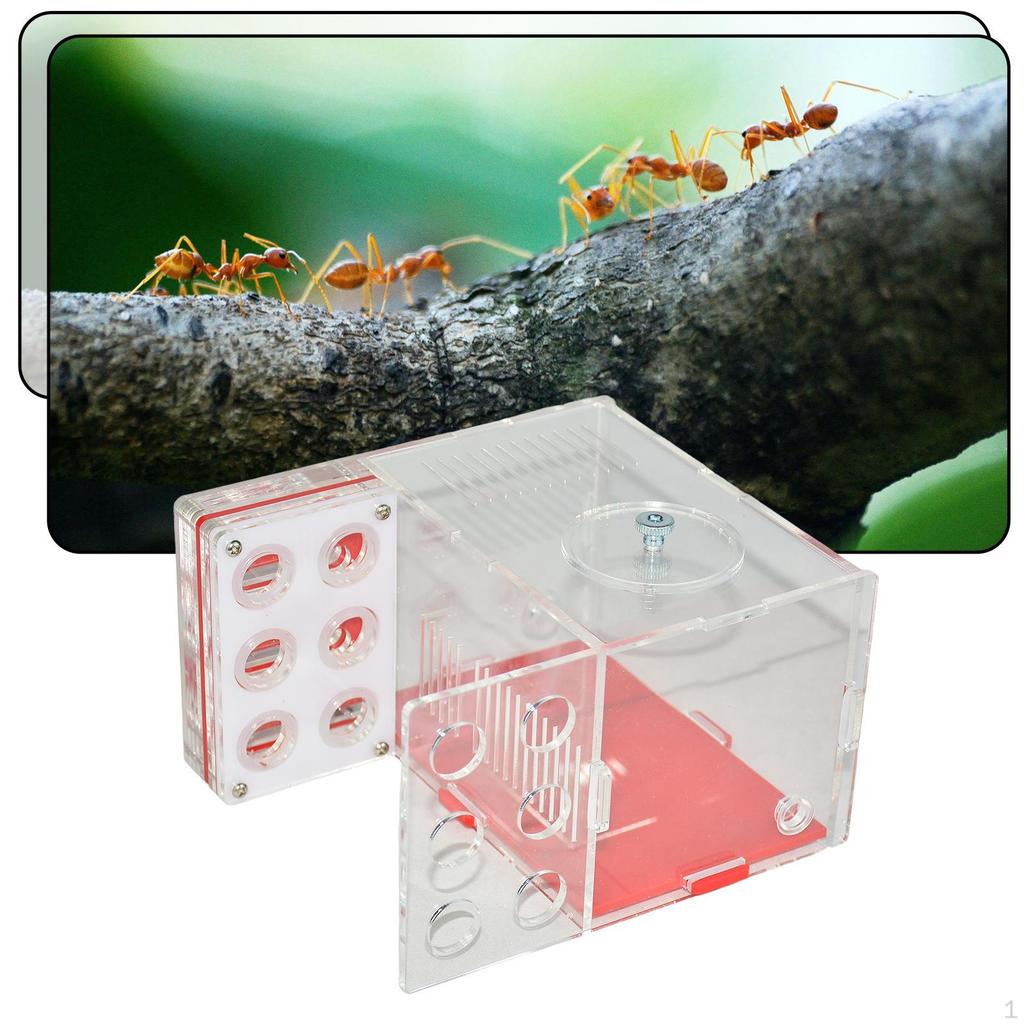 ANT Cage Acryl Farm Villa für Schlafzimmer Wissenschaftliche Beobachtung Kindertag