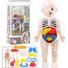 Menselijke Anatomie Lichaamsmodel Wetenschapskits voor Kinderen Realistisch Menselijk Lichaam STEM Leren Educatief Speelgoed Verjaardagscadeau voor Jongens Meisjes