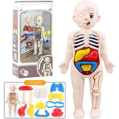 Lidská anatomie Model těla Vědecké sady pro děti Realistické lidské tělo STEM Vzdělávací hračky Narozeninový dárek pro chlapce dívky