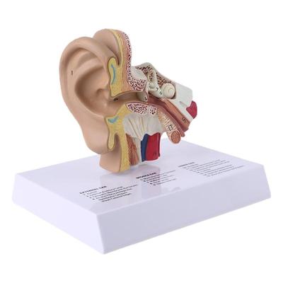 W89C 1.5 Times Life Size Human Ear Model Scientific Anatomy Teaching Supplies Anatomical Study Display Professional School Tool