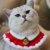 Festive Santa Claus Wool Knitted Pet Collar with Bells and Reindeer Scarf for Cats and Dogs