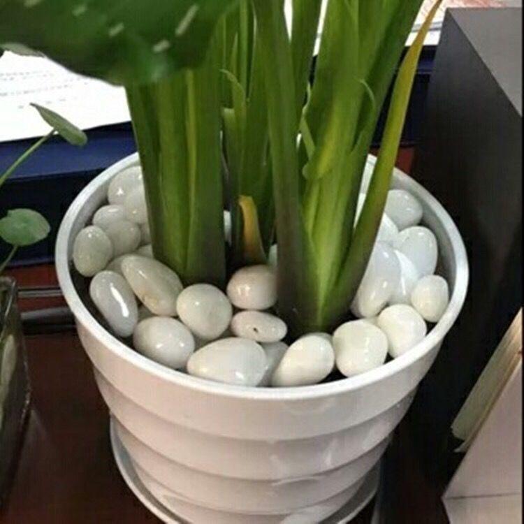 Polished White Natural Pebble Stones for Hydroponics, Fish Tanks, Landscaping, and Balcony Decor