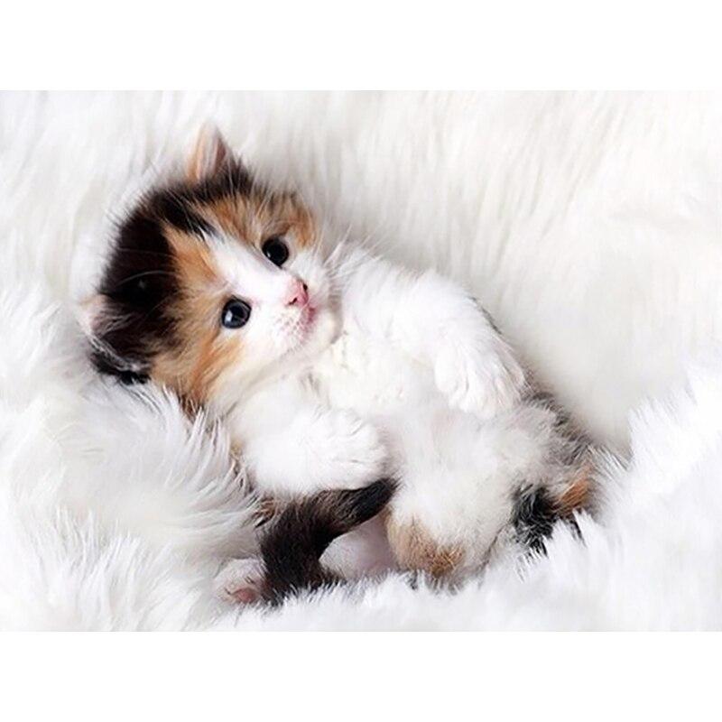 

5D алмазная живопись животное милый кот Алмазная вышивка крестиком стразы полная квадратная круглая дрель фотографии искусство домашний декор Full Round 20x25CM