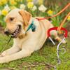 Heavy Duty Dog Tie Out Stake with Soft Grip Handle Metal Spiral Dog Yard Ground Stake Dogs Anchors Leash Fixed Stake for Pet Dog
