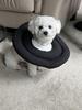 Waterproof Recovery Collar for Cats & Dogs: Anti-Licking Neck Cone, Enlarged & Deepened for Large Pets.