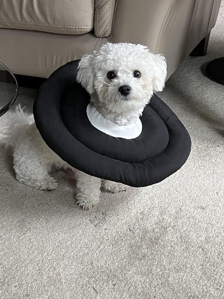 Waterproof Recovery Collar for Cats & Dogs: Anti-Licking Neck Cone, Enlarged & Deepened for Large Pets.