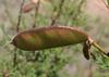 SAFLAX Peacock Shrub - 10 Seeds - Caesalpinia Gillesii