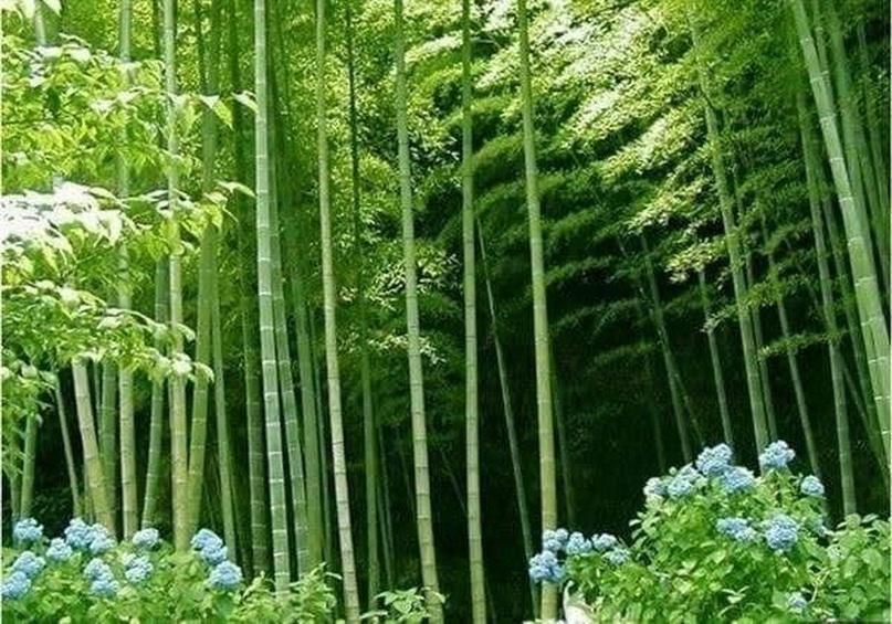 50 SEEDS of Bamboo PHYLLOSTACHYS PUBESCENS-FRESH SEEDS