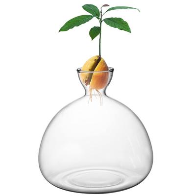 Vase Germoir pour Graines d'Avocat Vase pour Cultiver une Graine d'Avocat Kit de Culture Plante Verre avec Autocollants Cadeau pour les Amateurs de Jardinage