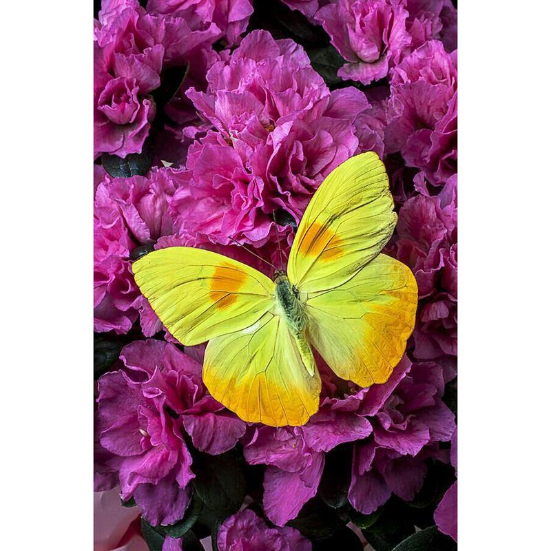 5D DIY Diamond Painting Butterfly Full Round Drill Diamond Embroidery Animals Cross Stitch Rhinestone Mosaic Home Decor Gift