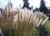 SAFLAX Erba della Pampa Americana - 200 semi - Cortaderia selloana