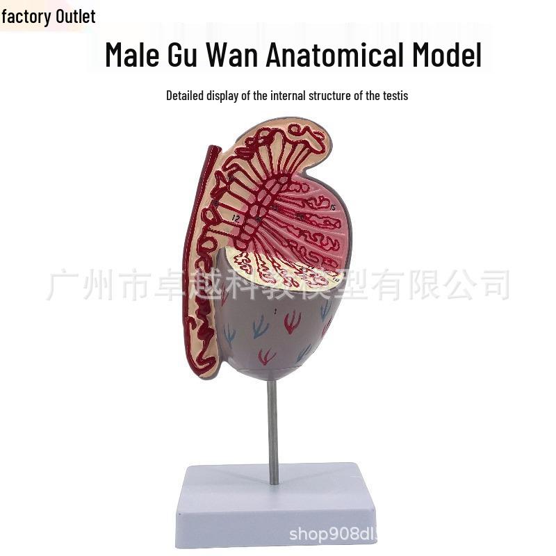 Male Reproductive Anatomy Model: Testicle Structure, Gynecology, Andrology, Urinary System