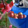 Waterproof Garden Harvest Apron Wide Opening Egg Collecting Pouch Foraging Outdoor Waist Pack  Farm
