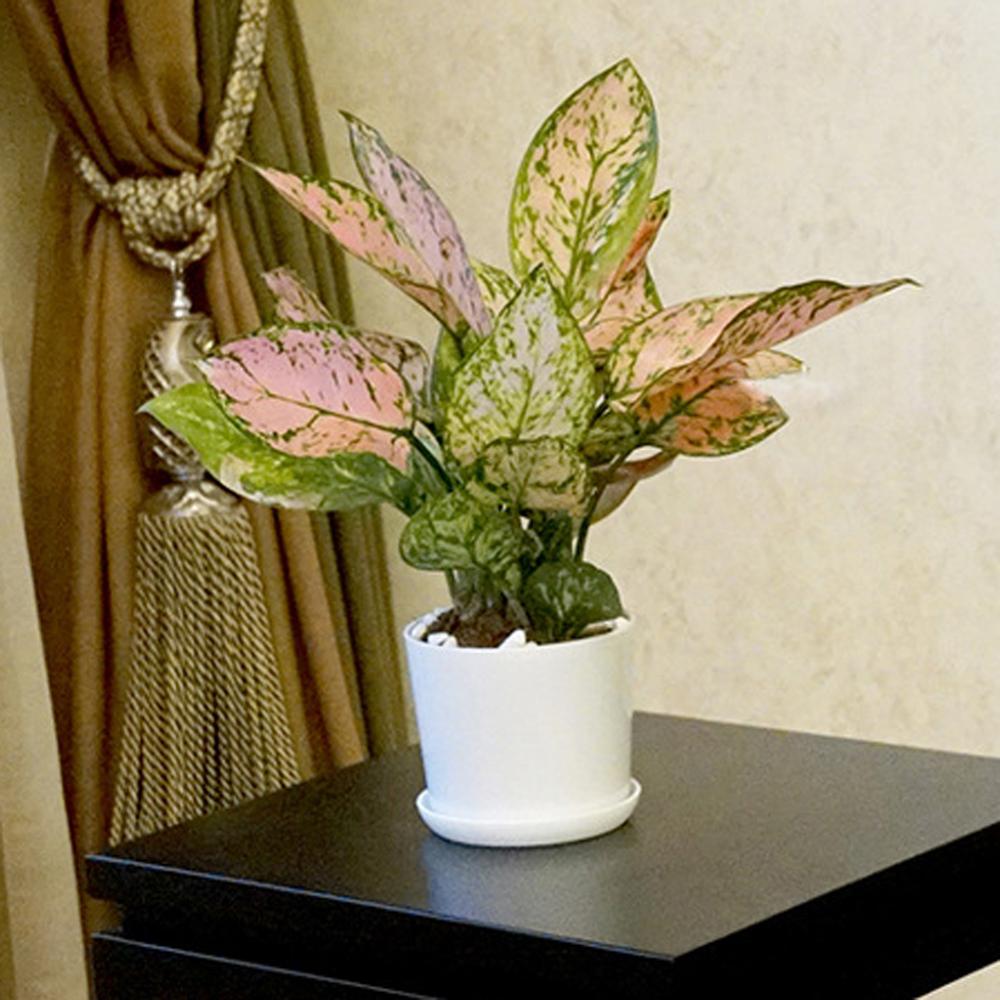 5Pcs White Simplicity Flower Pot With Tray Home Garden Office Minimalist Bonsai Pot Furnishings Small Succulent Plants Planter