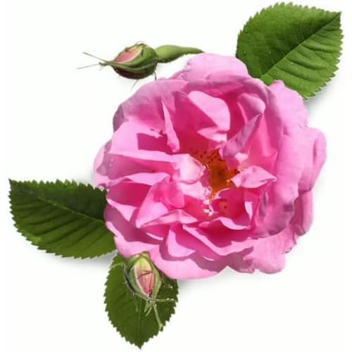 LUSH THE KISS Mouthwash 45g / Rose Flavor Oral Care LUSH Bad Breath Mouthwash / Cr?me De Menthe Zing! Zing Refresher Dirty Sparkle Rose Scent Bad Brea